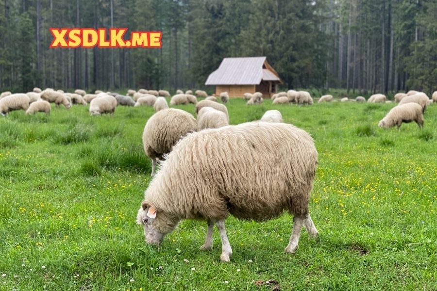 Điềm báo thấy cừu đang ăn cỏ chốt liền tay con 28