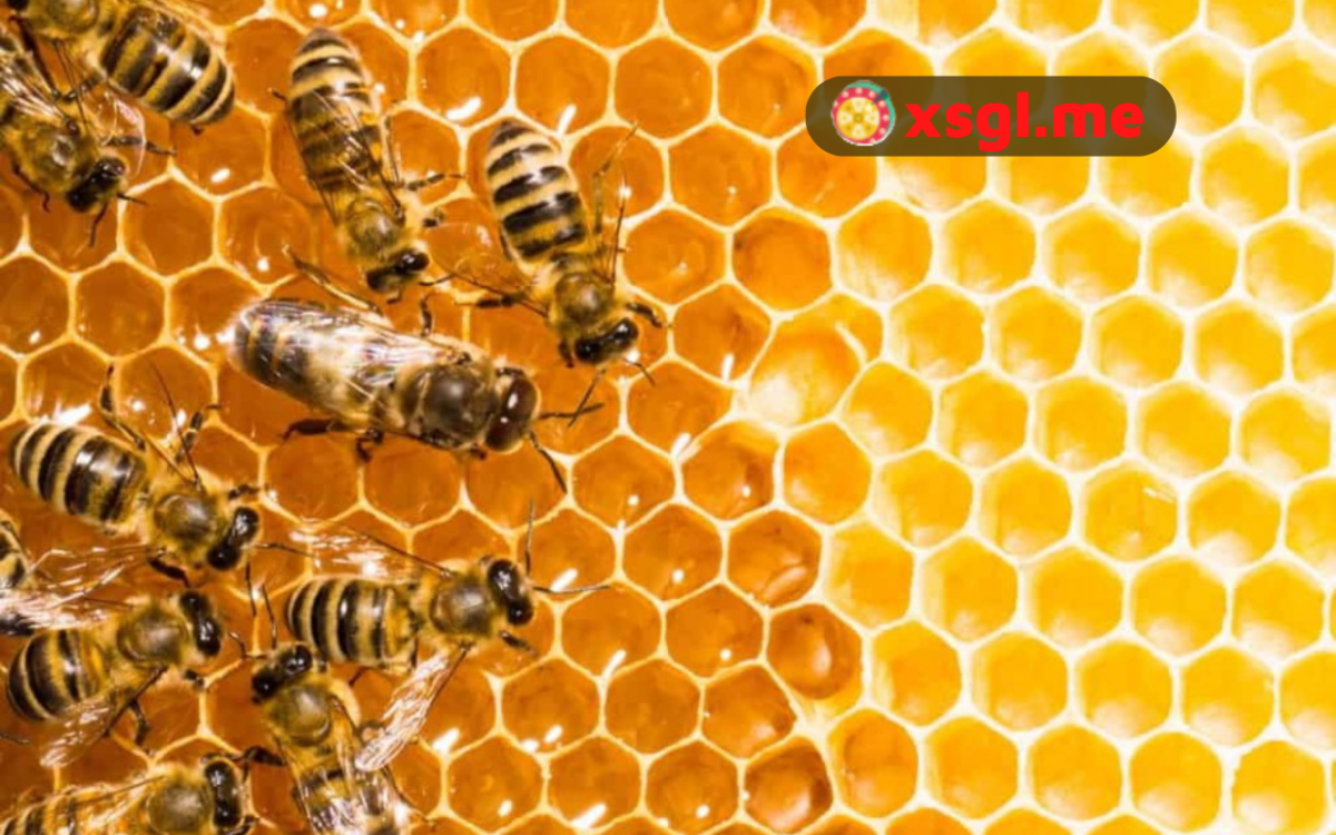 Mơ thấy tổ ong chốt thêm dự đoán XSMB bằng lô 54 để nhân đổi may mắn