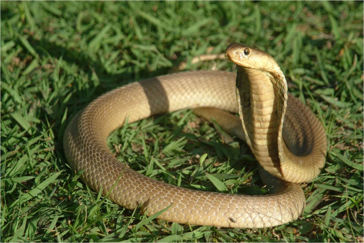Với các nhà tâm lý học thì rắn sẽ thường là điểm báo xấu và xui xẻo