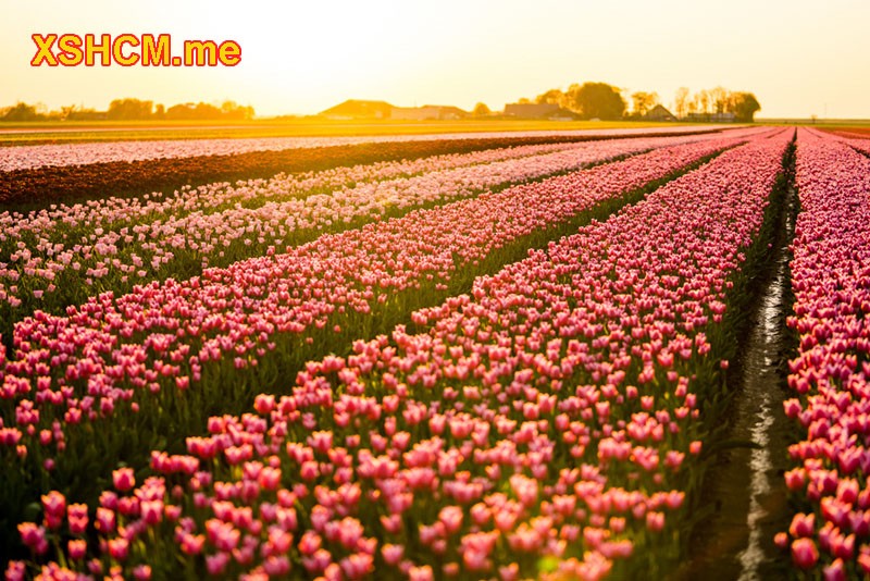 Mơ thấy mộng thấy vườn hoa tulip thử soi cầu bằng con số 56