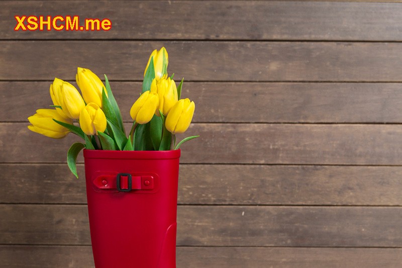 Tiền tài sẽ đến với bạn với mộng thấy hoa tulip màu vàng và chốt ngay cặp số 27.