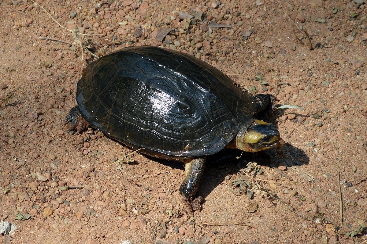 Trong quan niệm của người Việt Nam thì rùa đen là con vật thuộc Tứ Linh 