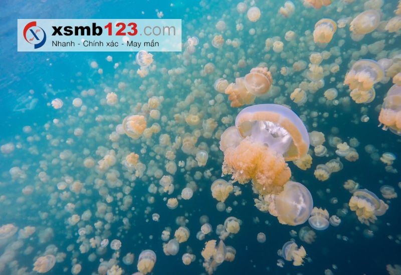 Dự đoán XSMN hiệu quả bằng con 56 với mộng thấy sứa đang bơi dưới nước
