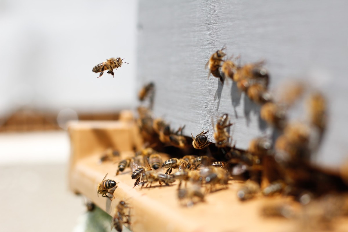 Ong chính là loài vật tượng trưng cho sự may mắn