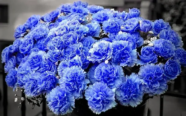 Mơ thấy hoa cẩm chướng màu trắng xanh là điềm báo tốt dành cho bạn