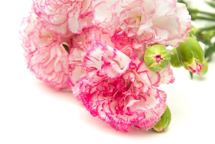 Mơ thấy hoa cẩm chướng to chốt ngay dự đoán XSMN bằng con 14